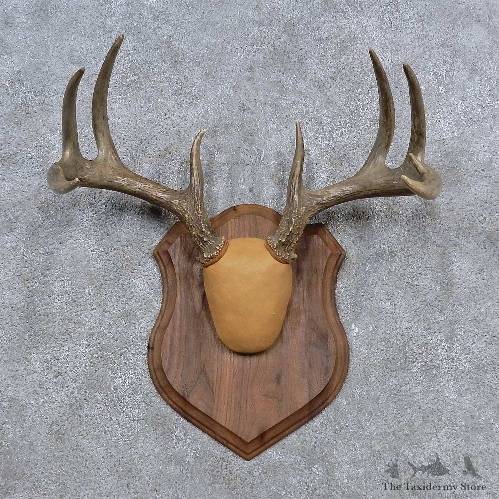 Whitetail Deer Antler Plaque Mount For Sale #15648 @ The Taxidermy Store