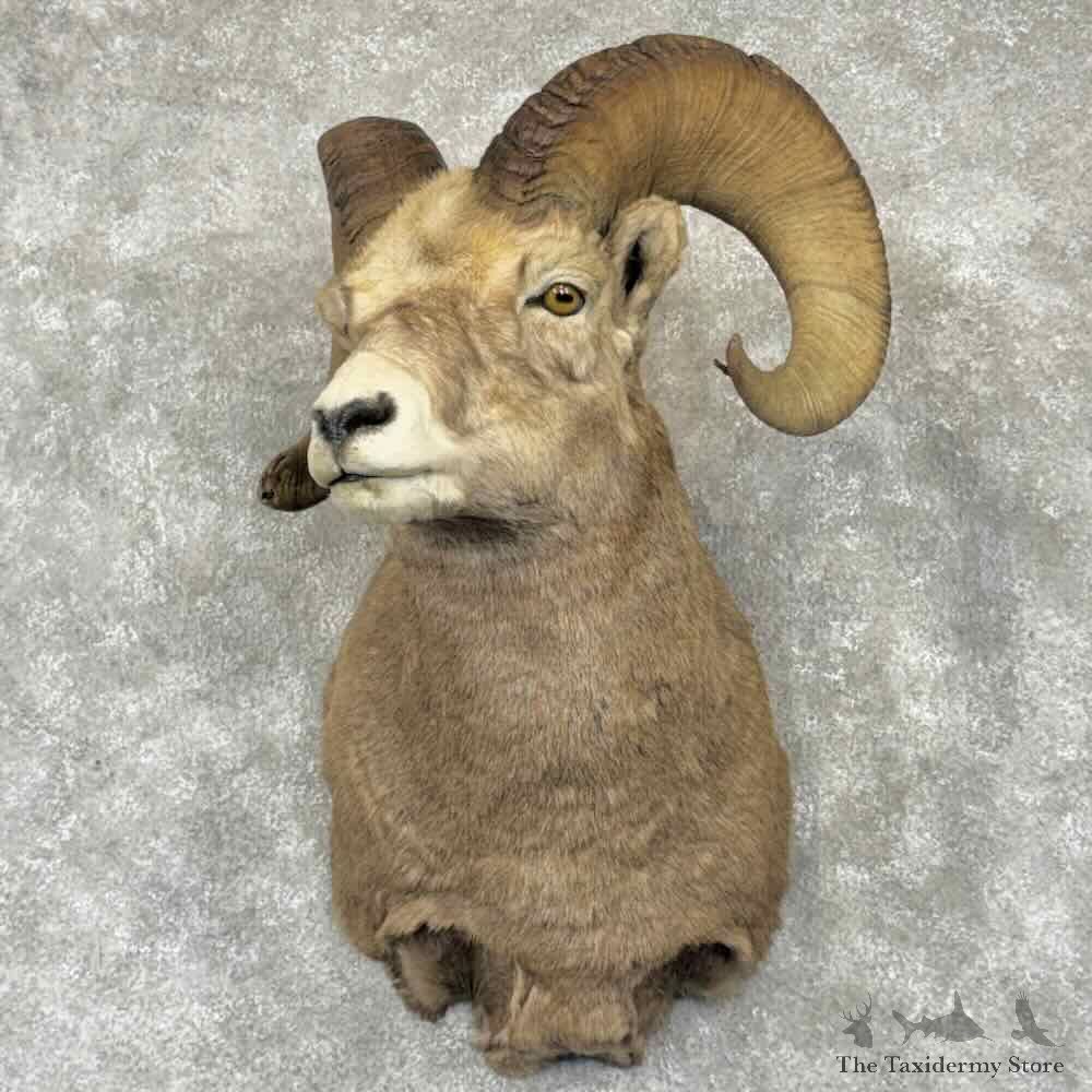 Rocky Mountain Bighorn Sheep Shoulder Mount For Sale #31641 @ The Taxidermy Store