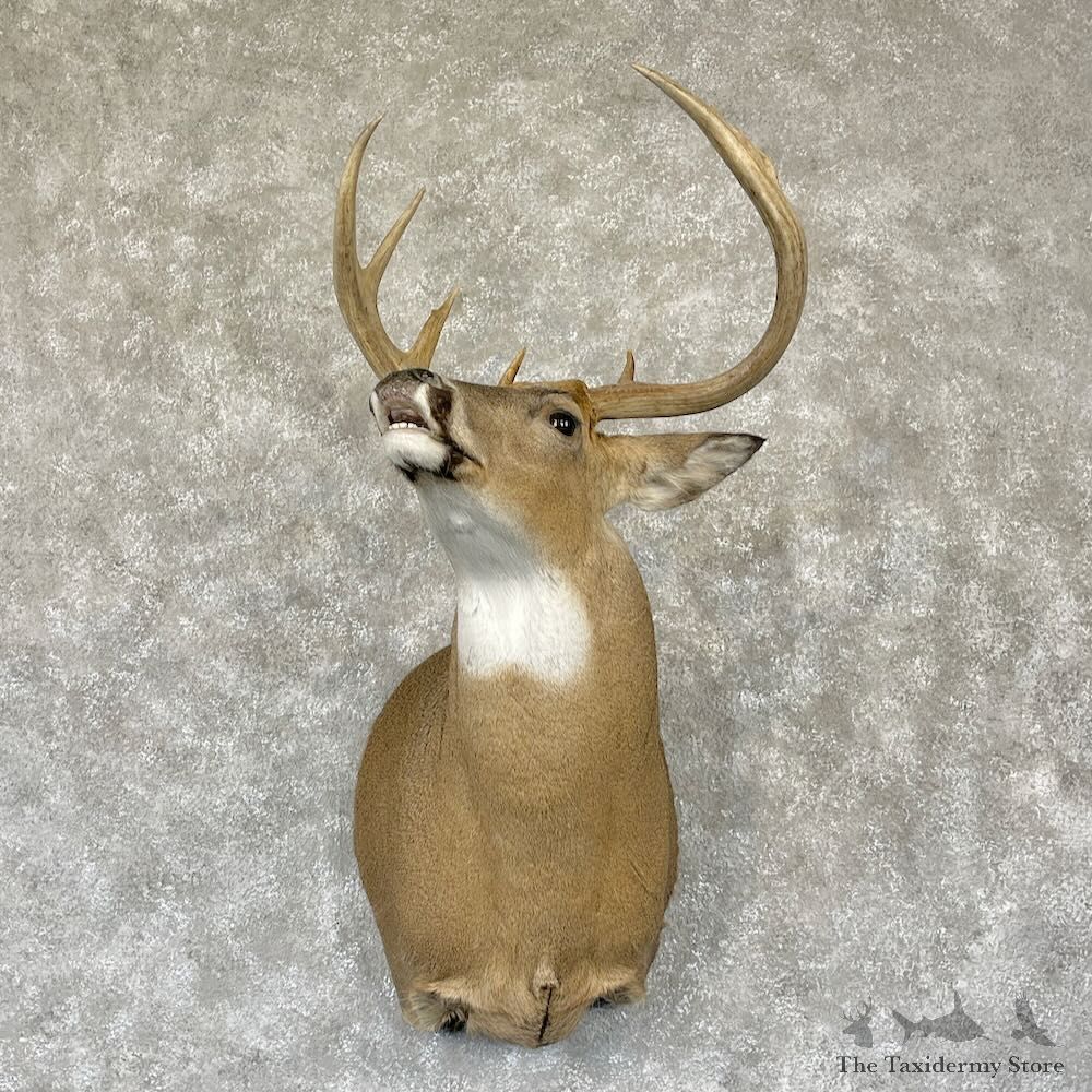 Whitetail Deer Shoulder Mount For Sale #28154 - The Taxidermy Store