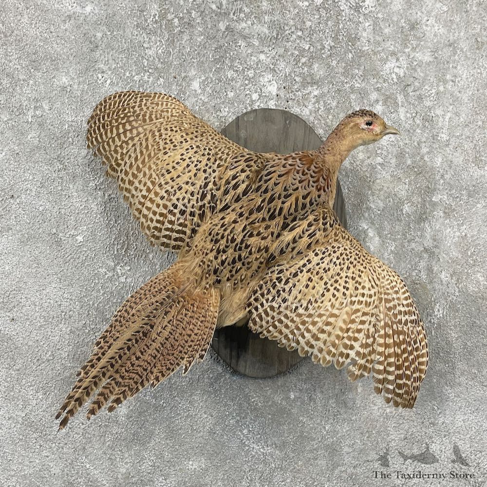 Hen Pheasant Bird Mount For Sale #26061 @ The Taxidermy Store