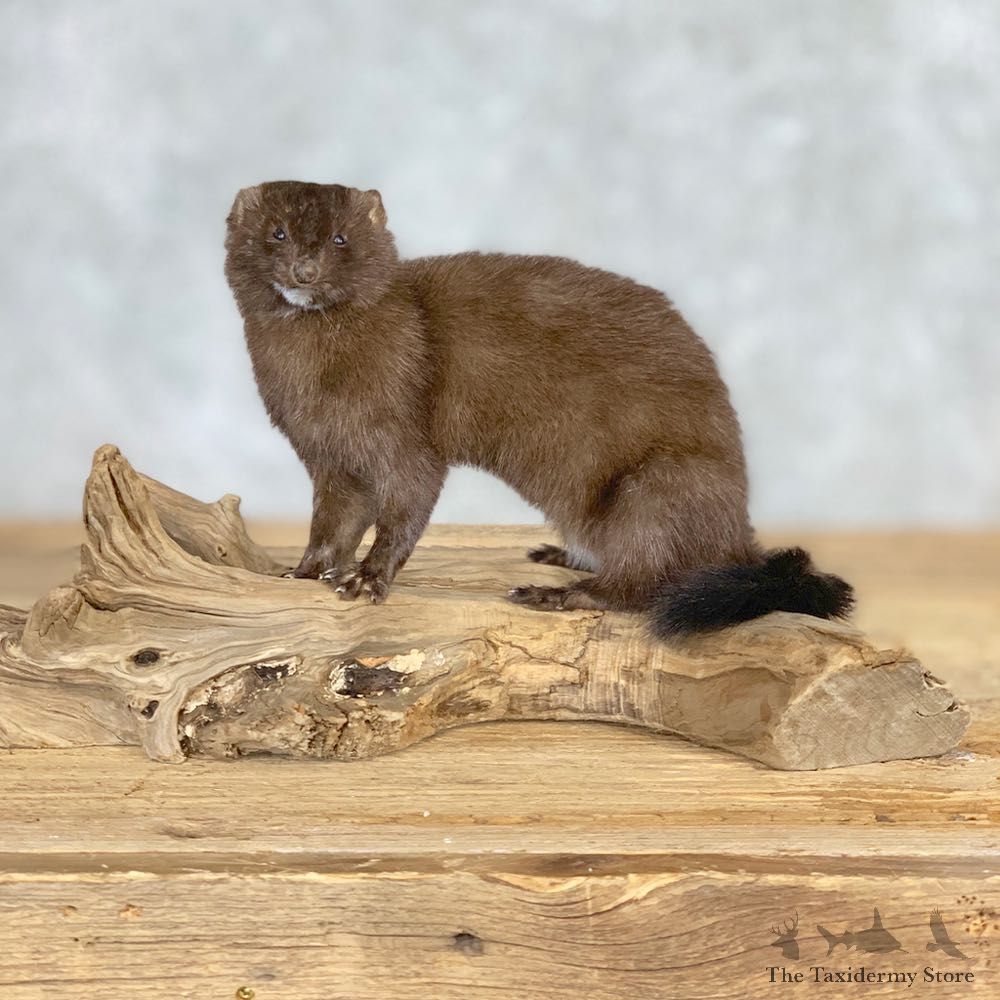 Mink Life-Size Taxidermy Mount For Sale #21690 @ The Taxidermy Store
