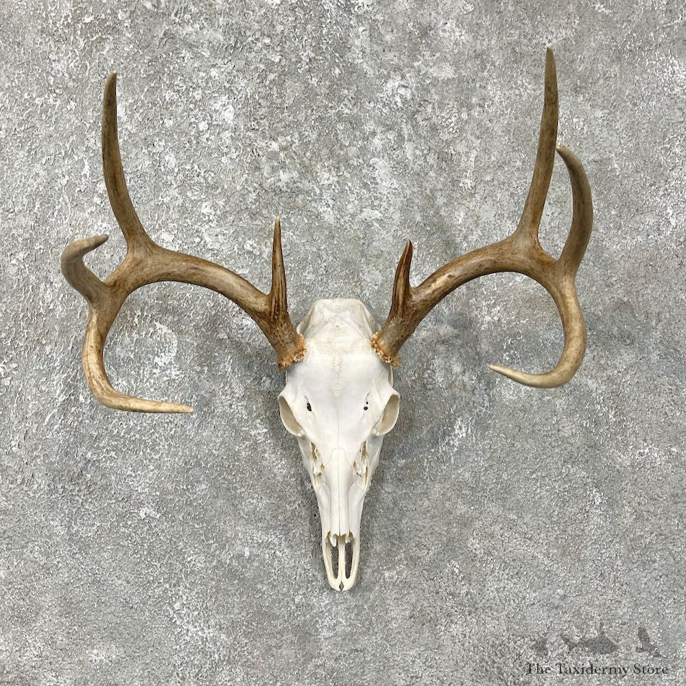 Whitetail Deer Skull European Mount For Sale #25608 @ The Taxidermy Store