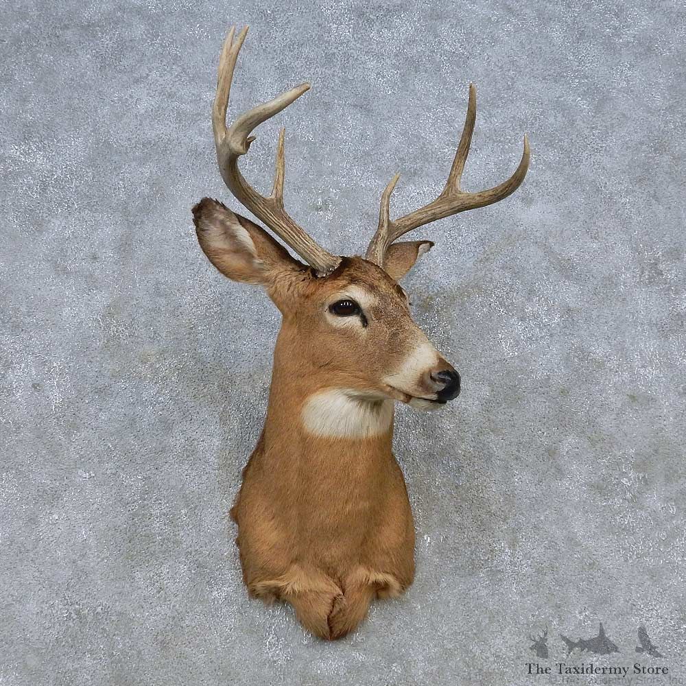 Whitetail Deer Shoulder Mount For Sale #14789 @ The Taxidermy Store