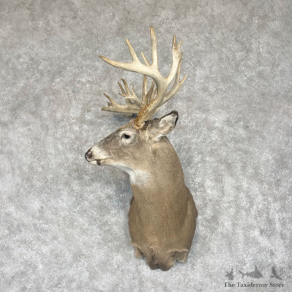 Whitetail Deer Shoulder Mount For Sale #28548 @ The Taxidermy Store