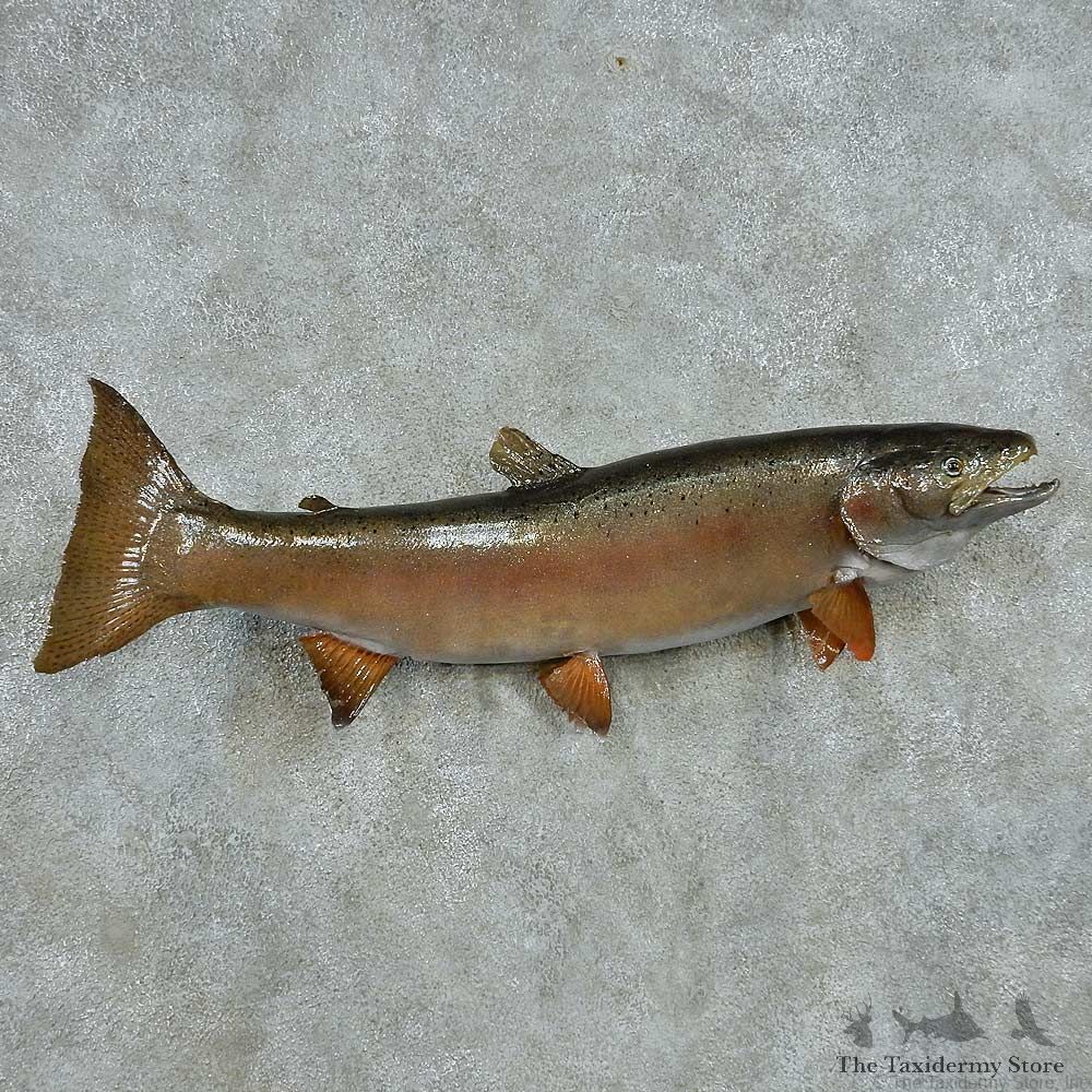 Rainbow Trout Life Size Mount #13559 For Sale @ The Taxidermy Store