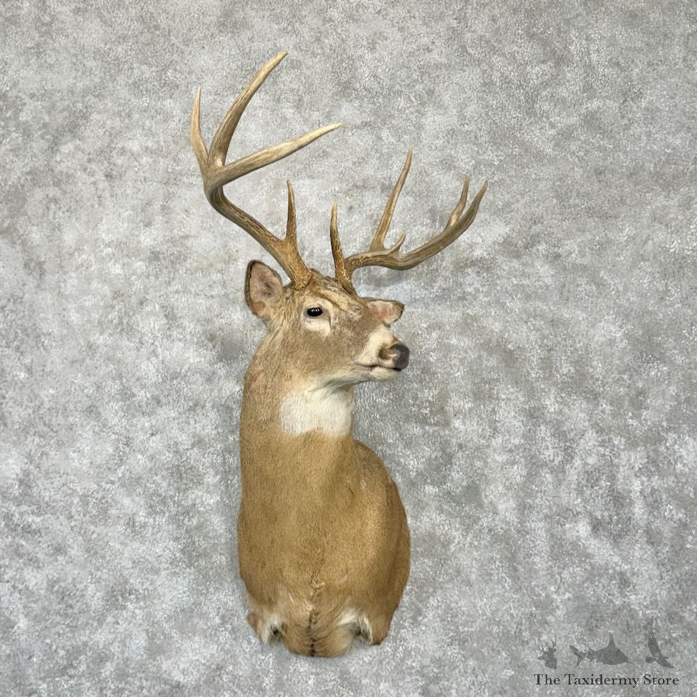 Whitetail Deer Shoulder Mount For Sale #29020 @ The Taxidermy Store