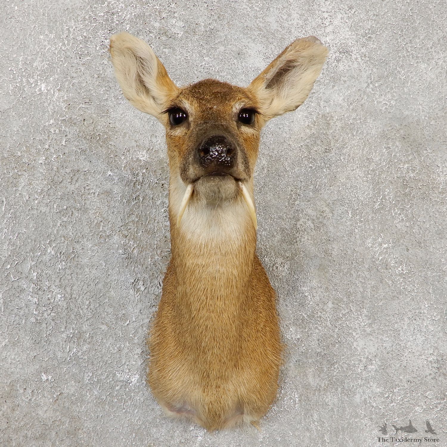 Chinese Water Deer Shoulder Mount For Sale #20024 @ The Taxidermy Store