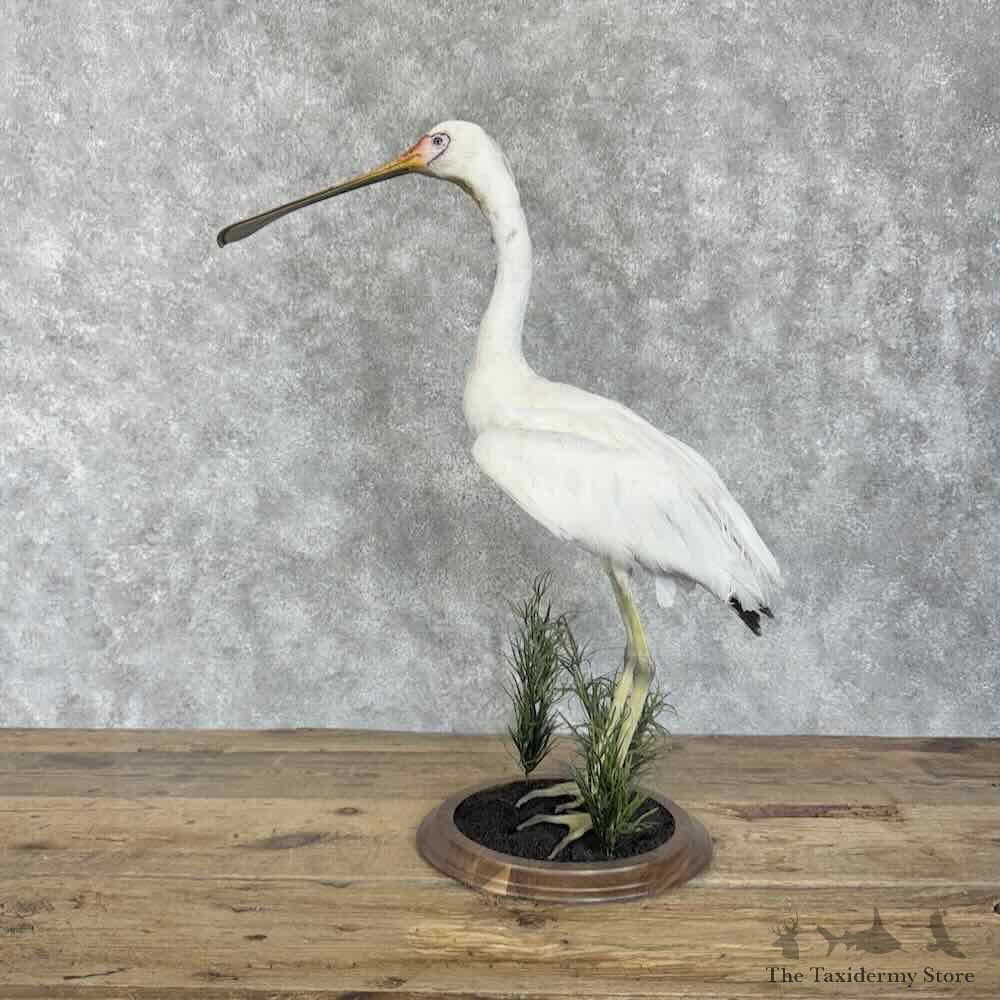 Yellow-Billed Spoonbill Bird Mount For Sale #30699 @ The Taxidermy Store