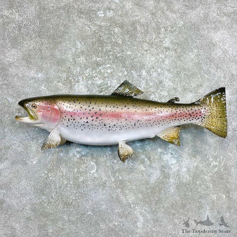 Rainbow Trout Fish Mount For Sale #26928 @ The Taxidermy Store