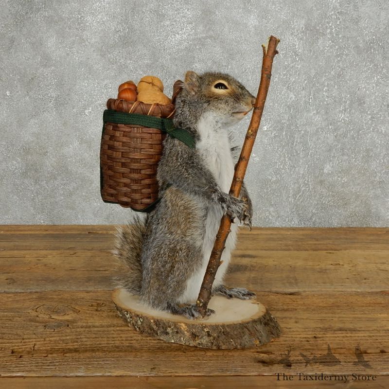 Hiking Squirrel Novelty Mount For Sale #17725 @ The Taxidermy Store