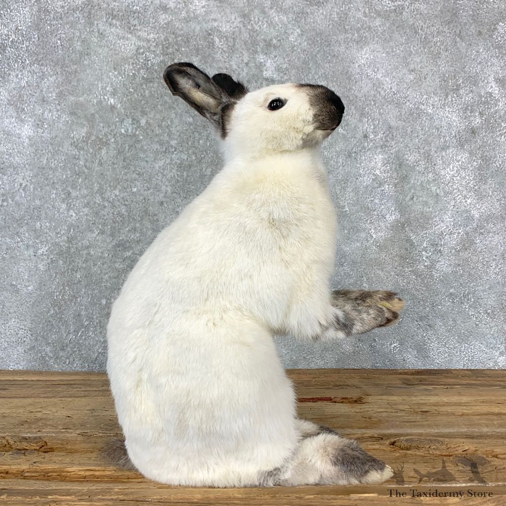 Californian Rabbit Taxidermy Mount For Sale #23257 @ The Taxidermy Store