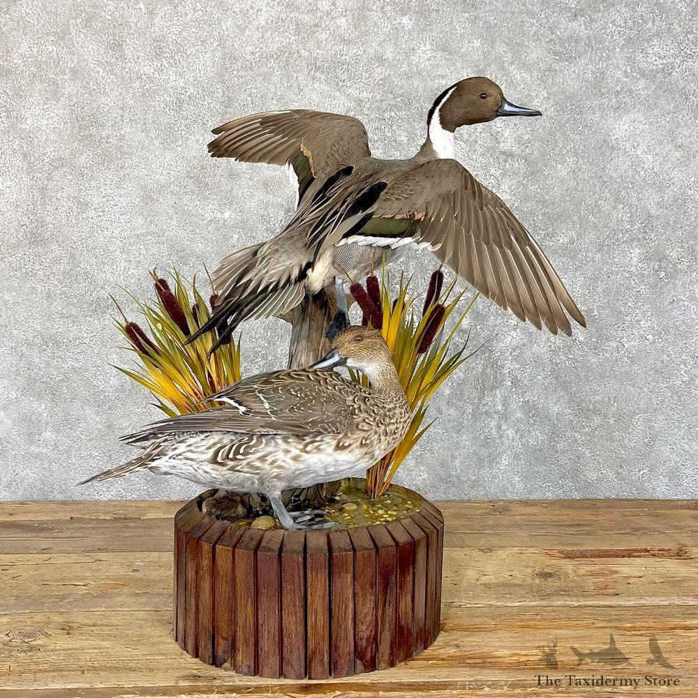 Pintail Ducks Bird Mount For Sale #25017 @ The Taxidermy Store