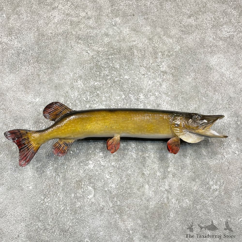Northern Pike Fish Taxidermy Mount For Sale #25931 @ The Taxidermy Store