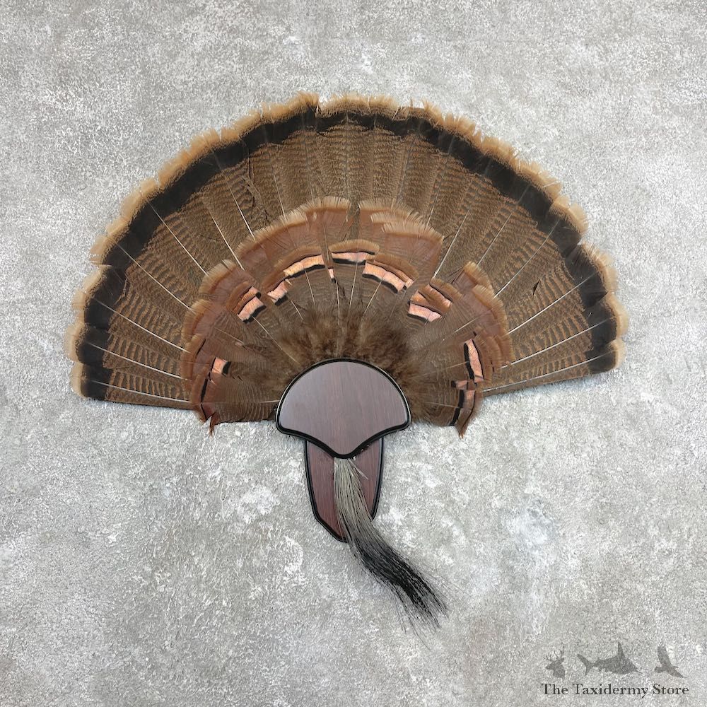 Eastern Wild Turkey Fan For Sale #26908 @ The Taxidermy Store