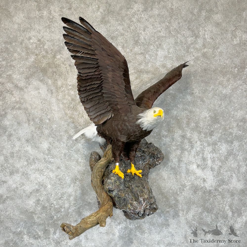 Reproduction Bald Eagle Bird Mount For Sale #29351 @ The Taxidermy Store