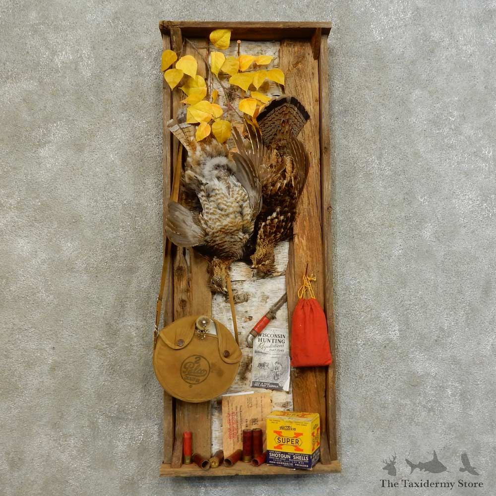 Ruffed Grouse Display Bird Mount For Sale #16477 @ The Taxidermy Store