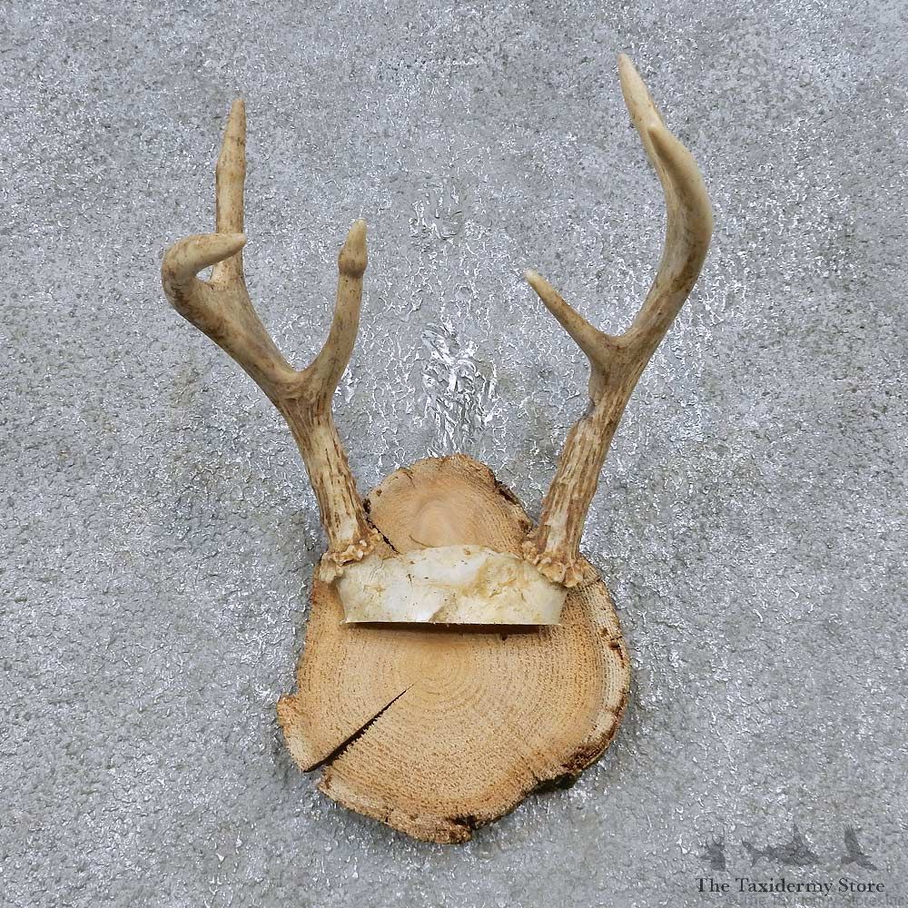 Whitetail Deer Antler Plaque Mount For Sale #14751 @ The Taxidermy Store