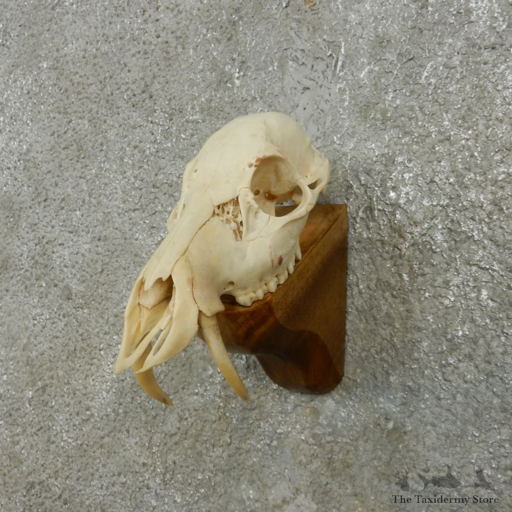 Chinese Water Deer Shoulder Mount For Sale #15168 @ The Taxidermy Store