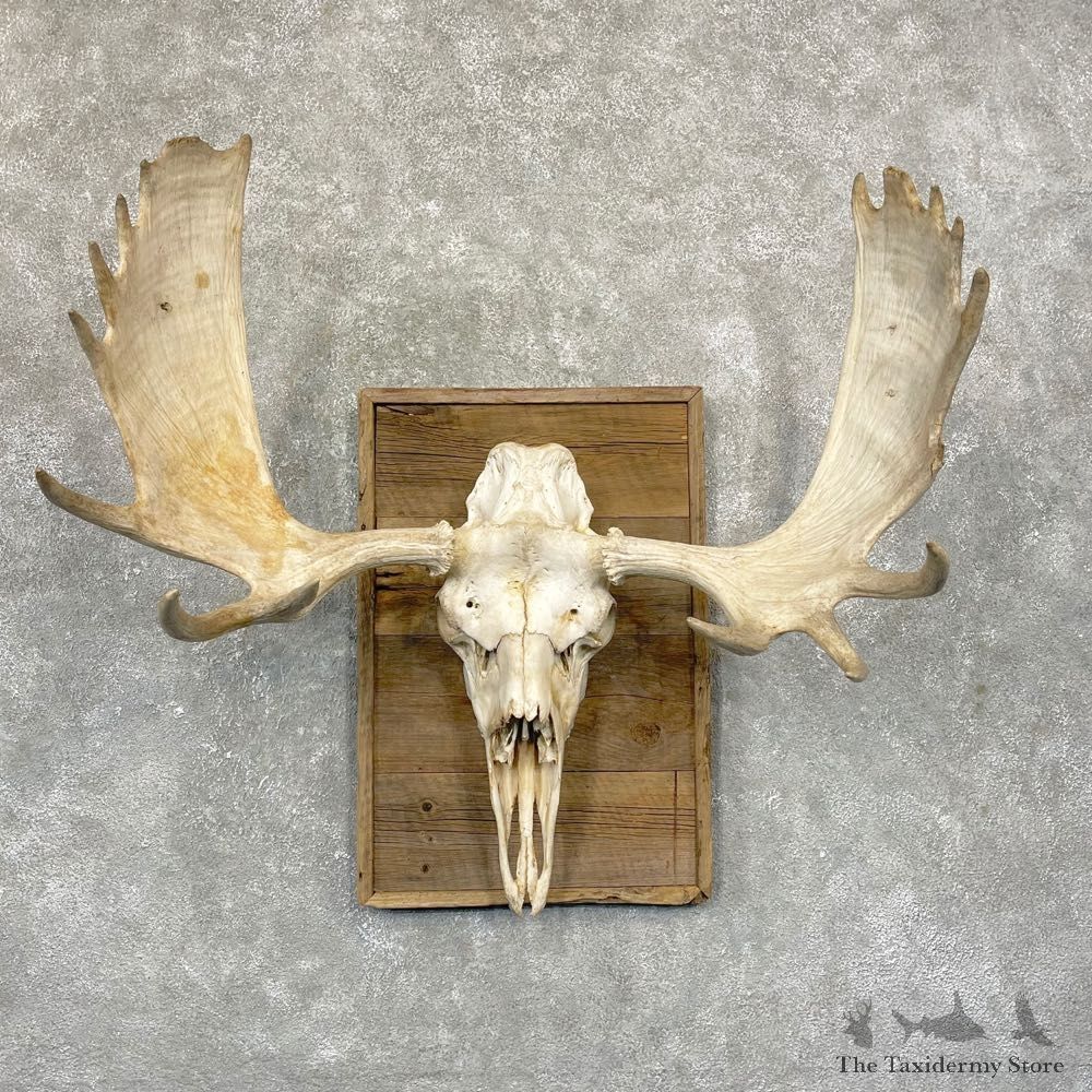 Moose Skull European Mount For Sale #24920 @ The Taxidermy Store