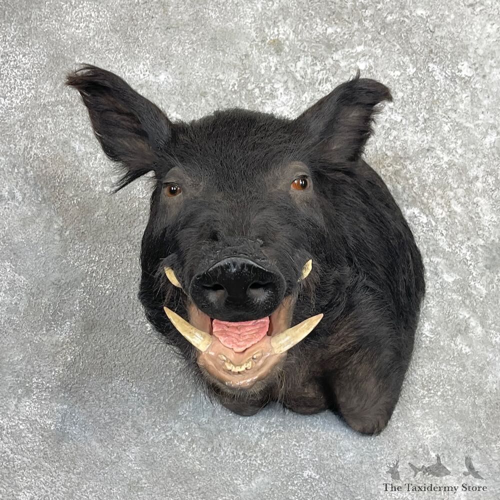 Wild Boar Shoulder Mount For Sale #27300 @ The Taxidermy Store