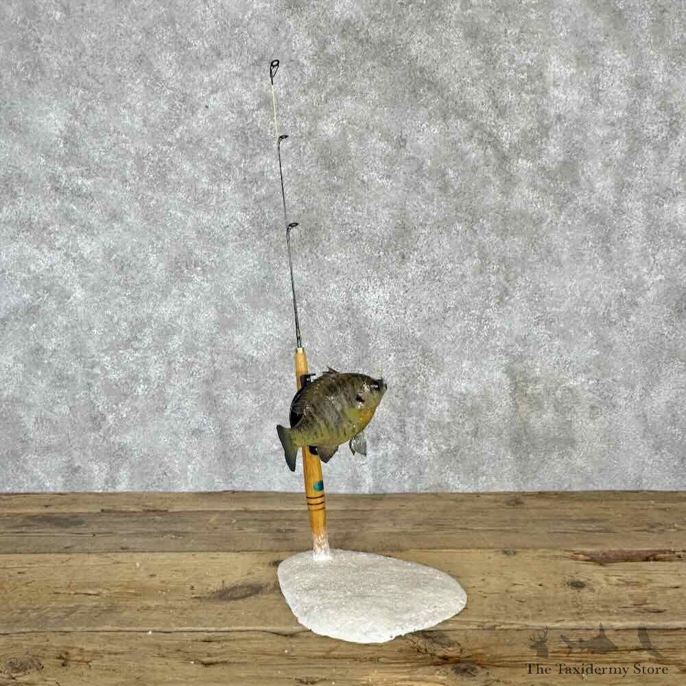 Bluegill Fish Decor Mount For Sale #30410 @ The Taxidermy Store
