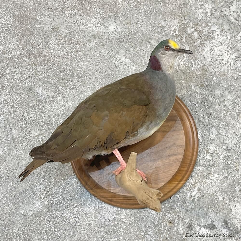 Sulawesi Ground Dove Mount For Sale #27618 @ The Taxidermy Store