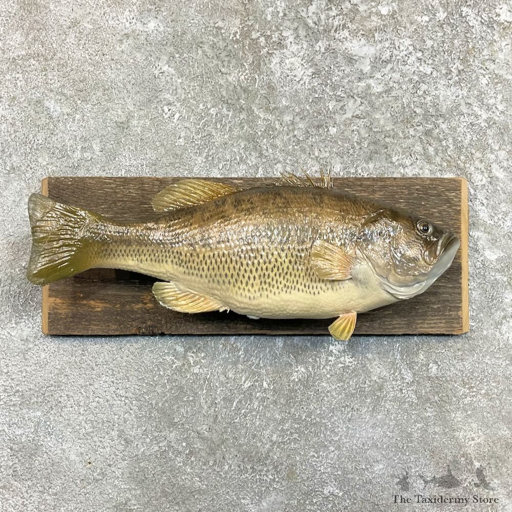Largemouth Bass Fish Mount For Sale #27519 @ The Taxidermy Store