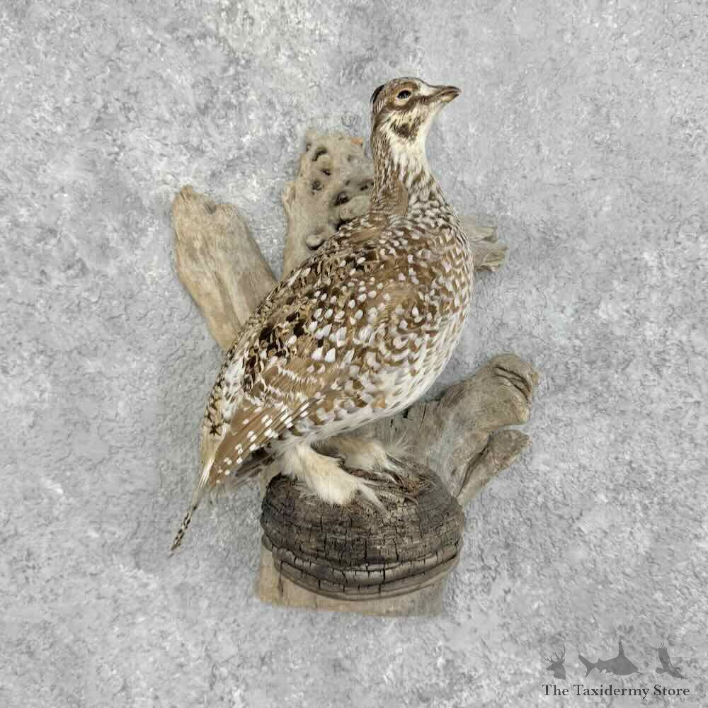 Sharp-tailed Grouse Bird Mount For Sale #32376 @ The Taxidermy Store