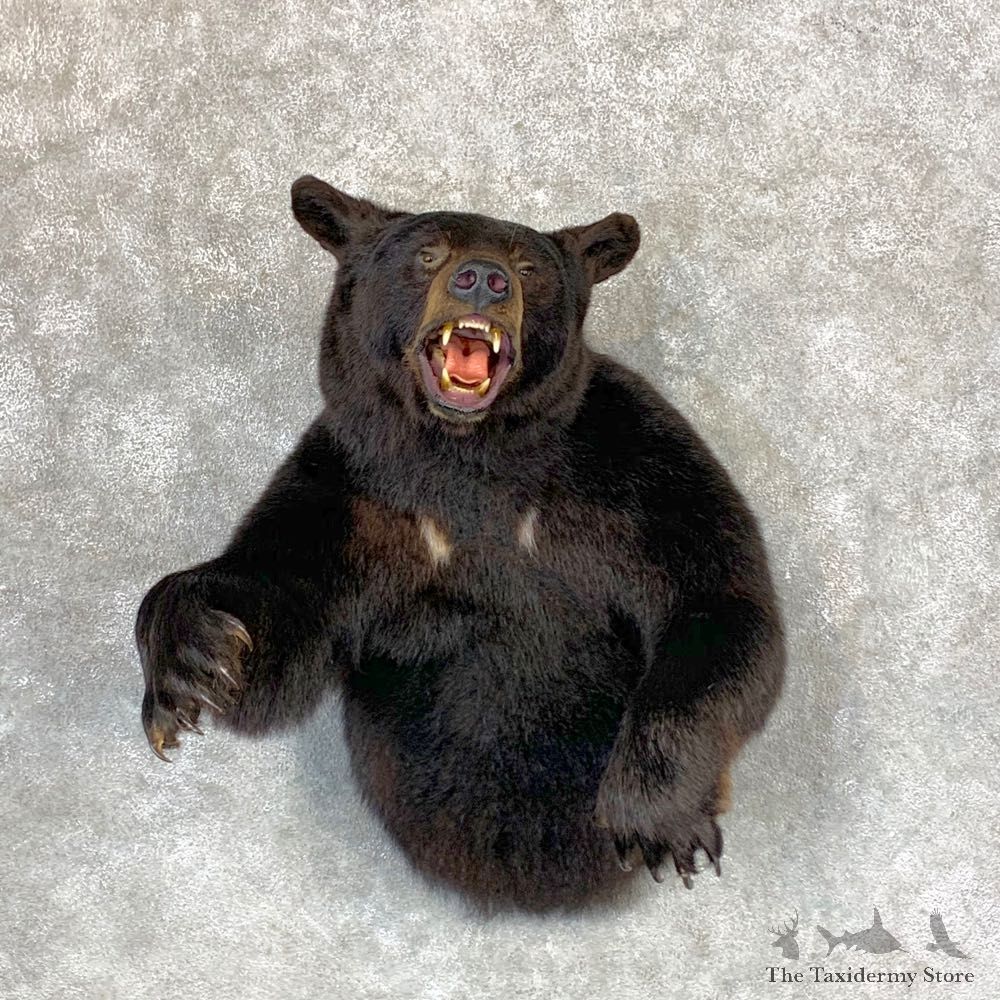 Black Bear 1/2-Life-Size Mount For Sale #23395 @ The Taxidermy Store