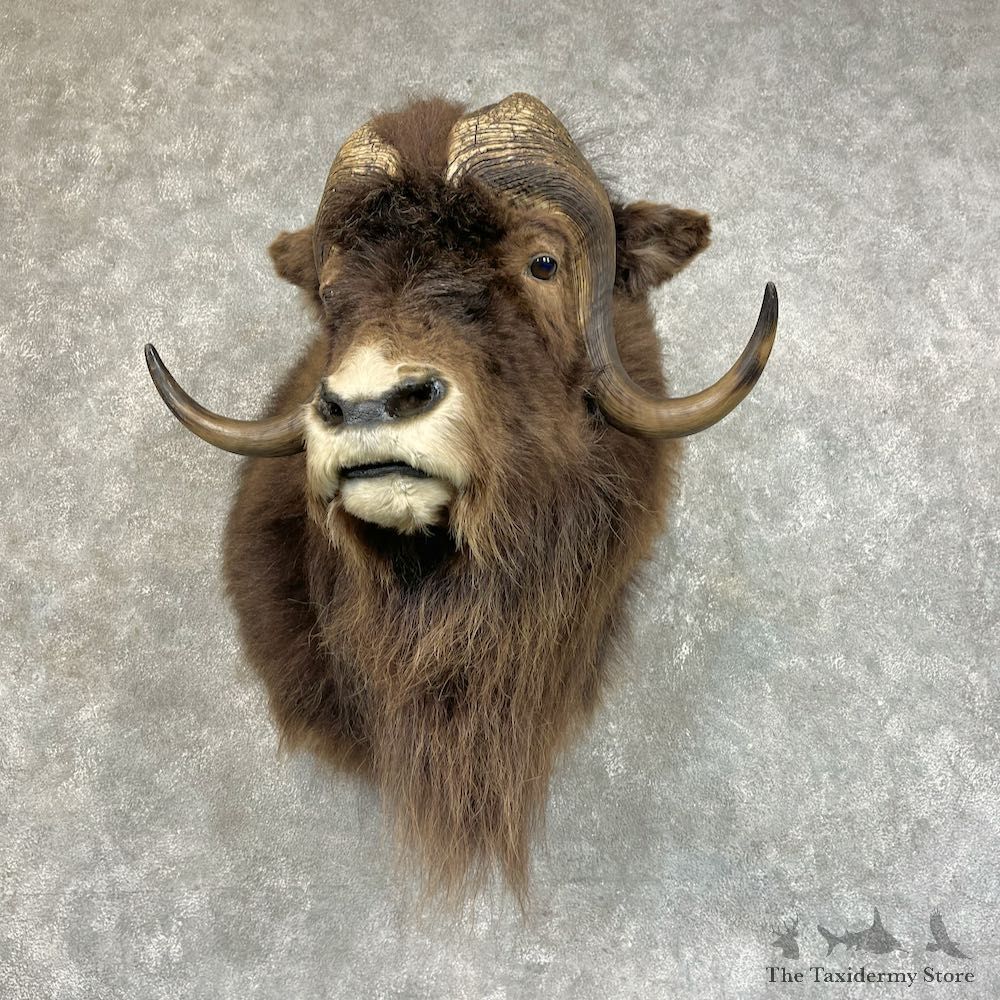 Greenland Muskox Shoulder Mount For Sale #25714 @ The Taxidermy Store