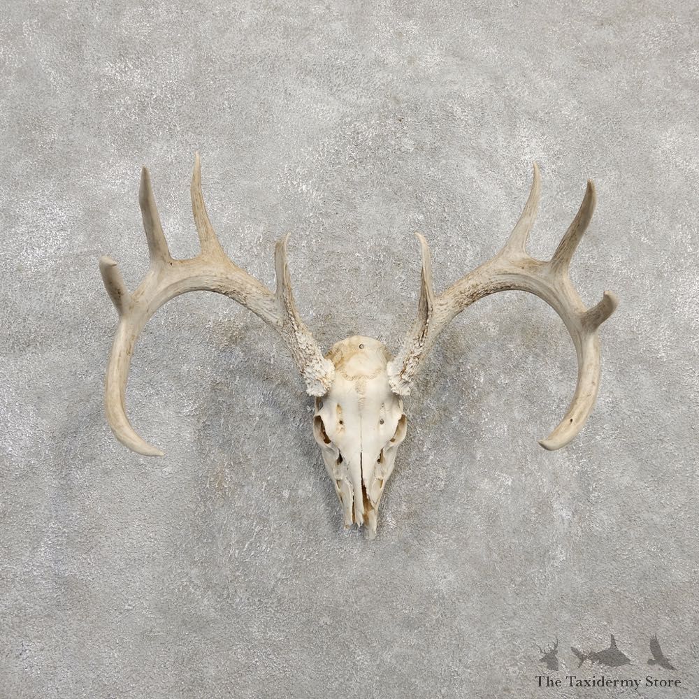 Whitetail Deer Skull European Mount For Sale #20308 @ The Taxidermy Store