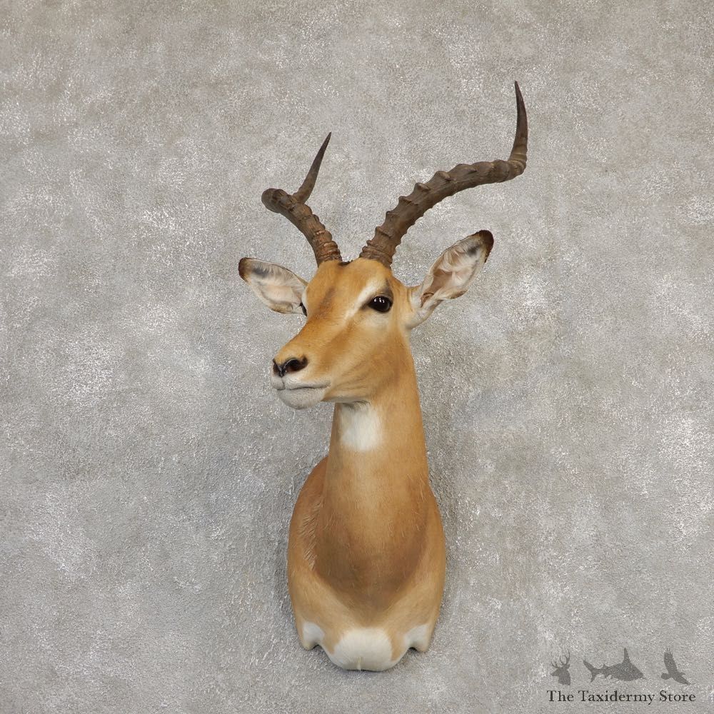 South African Impala Shoulder Mount For Sale #20292 @ The Taxidermy Store