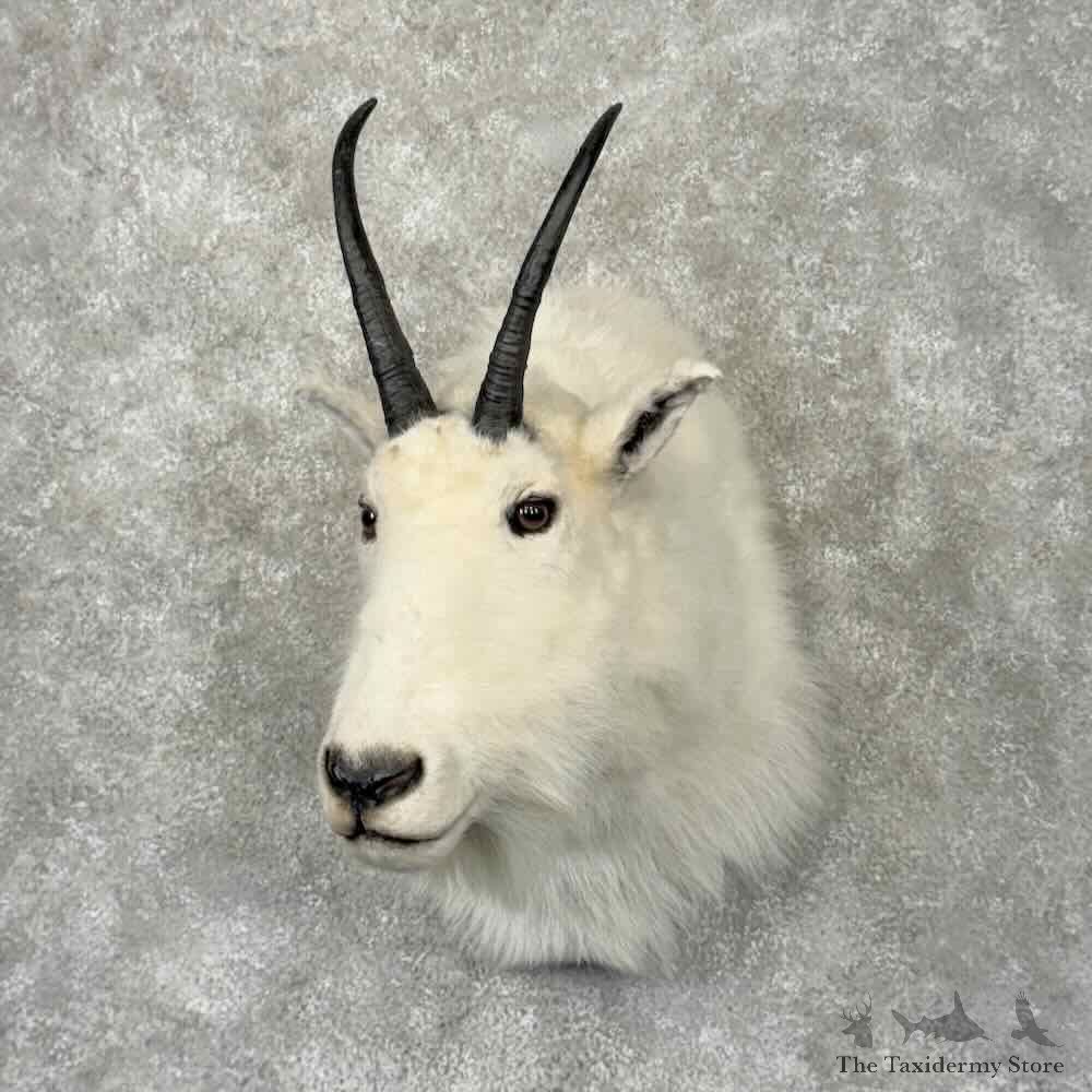 Mountain Goat Shoulder Mount For Sale #32090 @ The Taxidermy Store