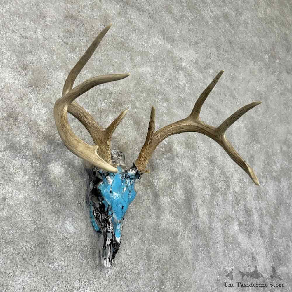 Whitetail Deer Skull European Mount For Sale #31665 @ The Taxidermy Store