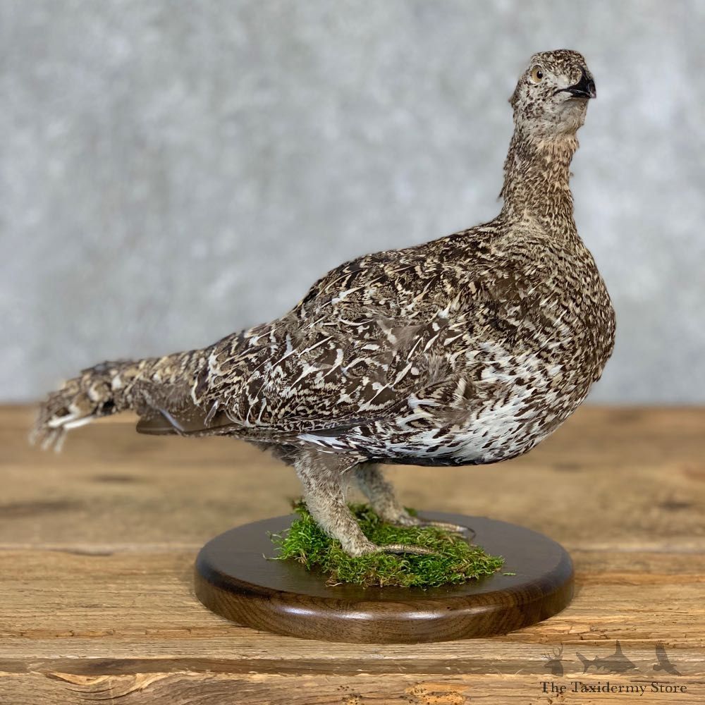 Sage Grouse Bird Mount For Sale #21358 @ The Taxidermy Store