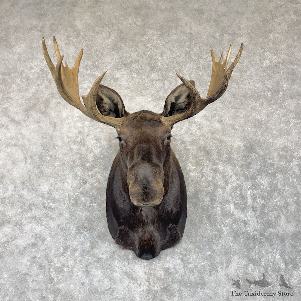 Shiras Moose Shoulder Mount For Sale #30293 @ The Taxidermy Store