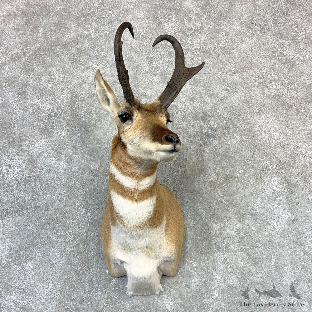 Pronghorn Taxidermy Shoulder Mount #23212 For Sale @ The Taxidermy Store