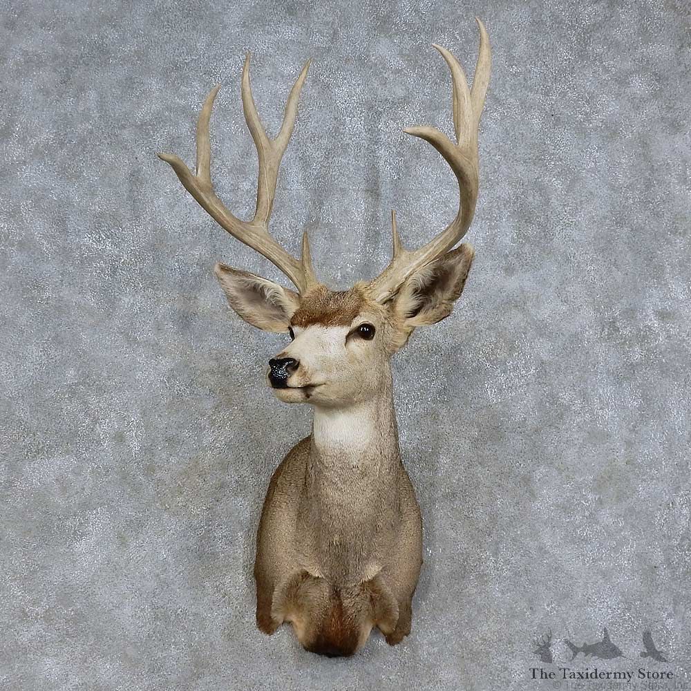 Mule Deer Shoulder Mount For Sale #15707 @ The Taxidermy Store