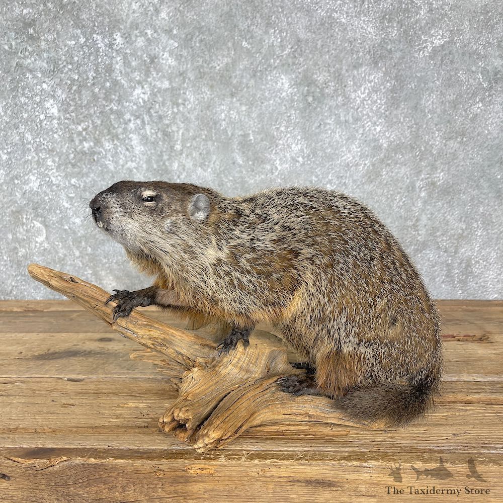 Groundhog Life-Size Mount For Sale #25511 - The Taxidermy Store
