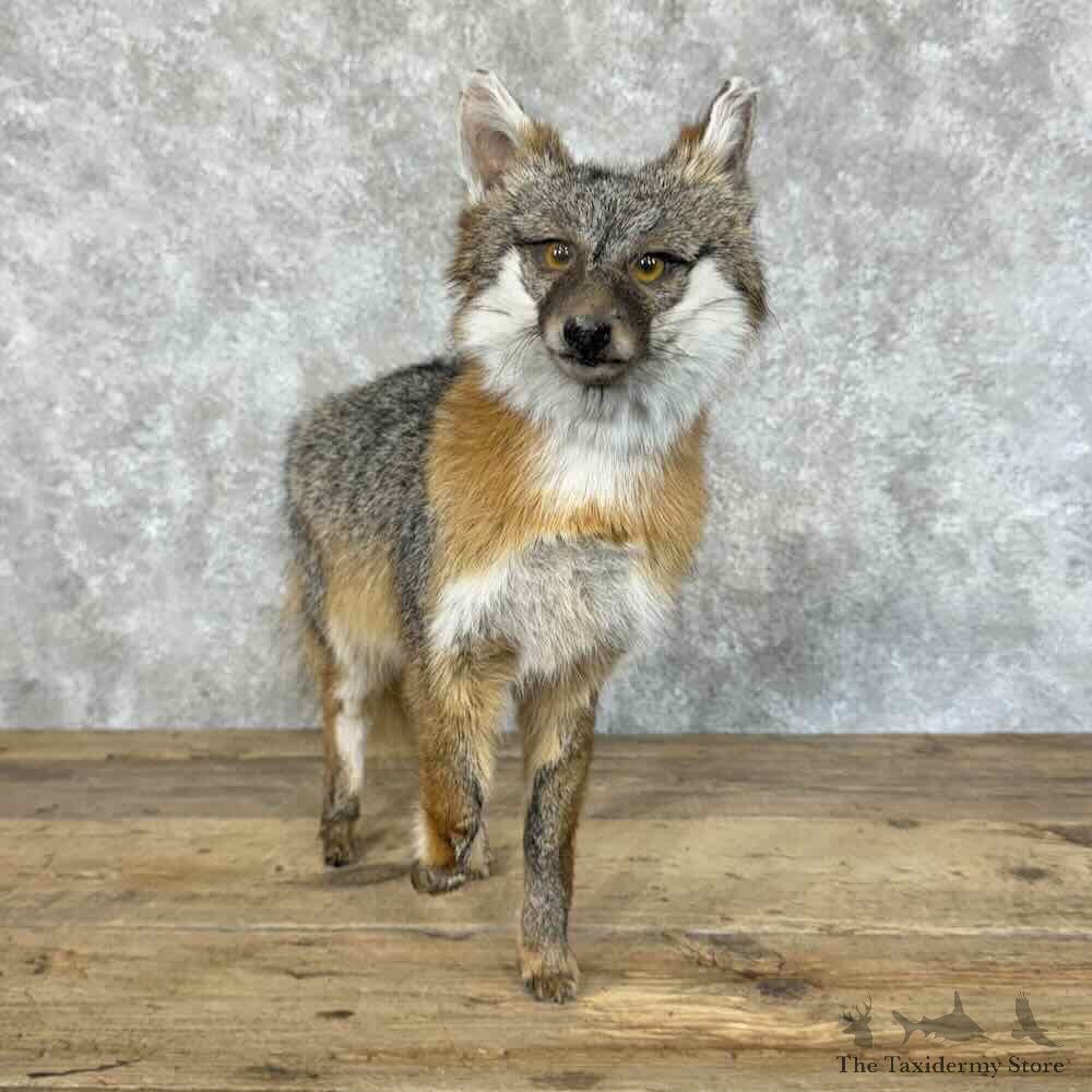 Grey Fox Life-Size Mount For Sale #31132 @ The Taxidermy Store