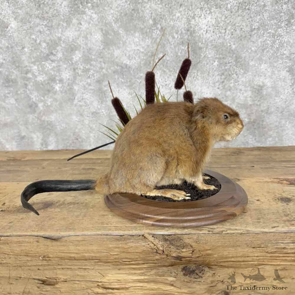 Muskrat Life-Size Mount For Sale #31141 @ The Taxidermy Store