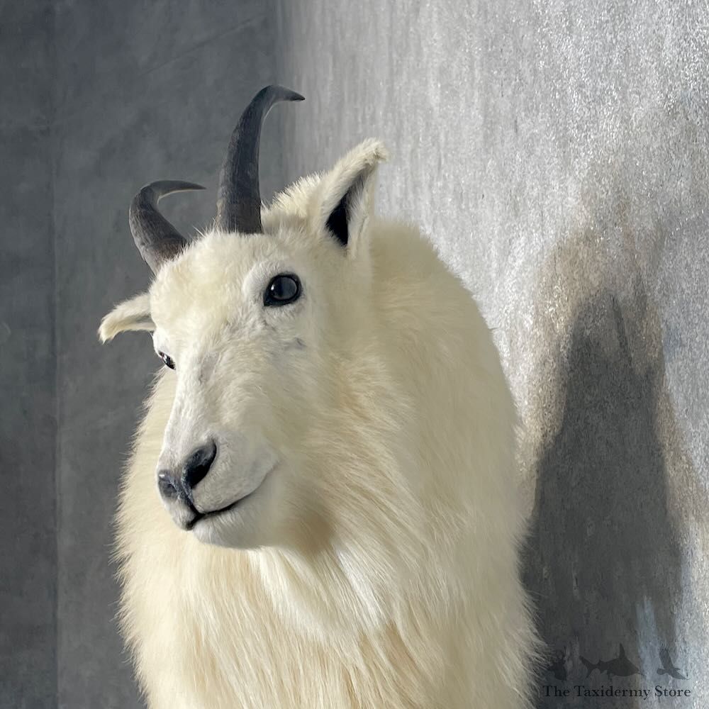 Mountain Goat Life-Size Mount For Sale #27657 @ The Taxidermy Store
