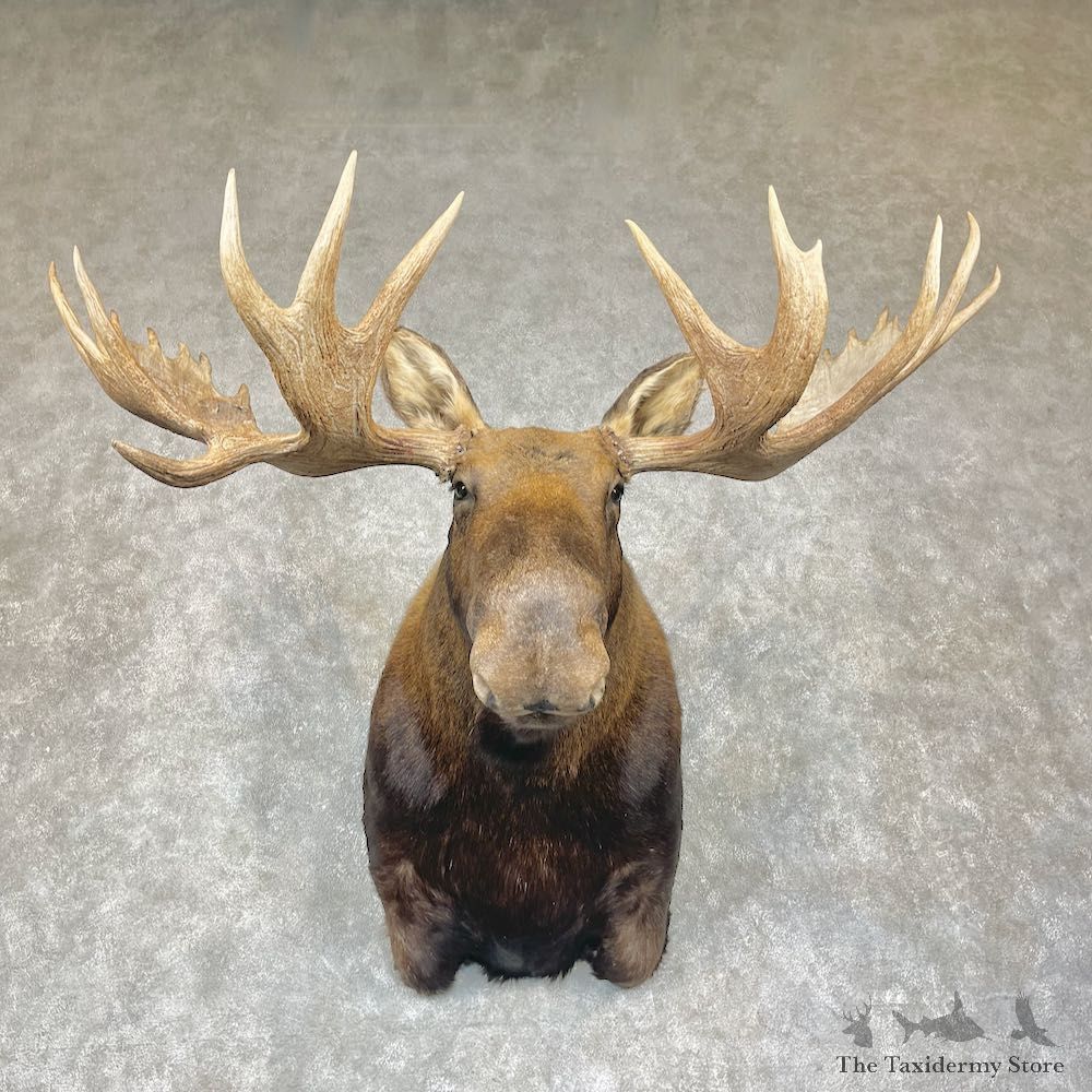 Moose Shoulder Taxidermy Mount For Sale #25404 - The Taxidermy Store