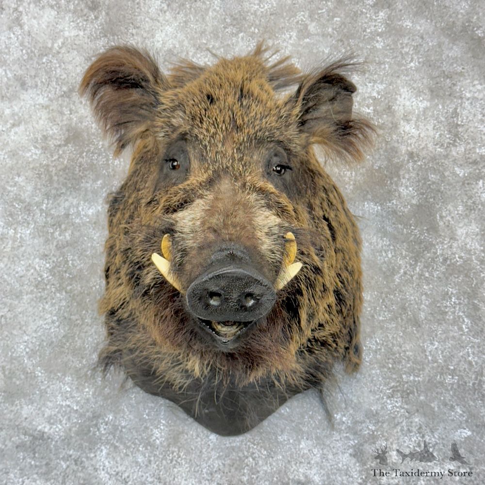 Russian Boar Shoulder Mount For Sale #29850 @ The Taxidermy Store