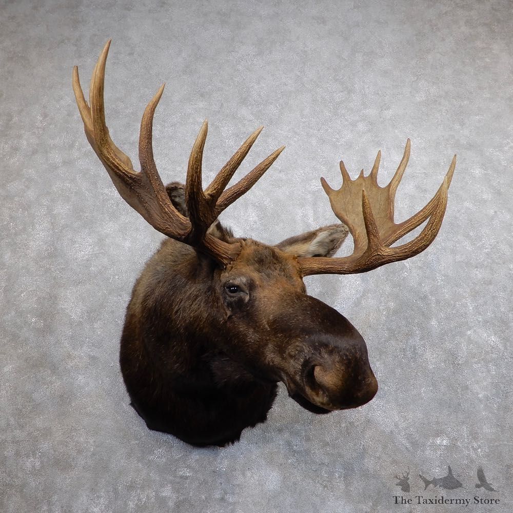 Alaskan Moose Shoulder Mount For Sale #18610 @ The Taxidermy Store