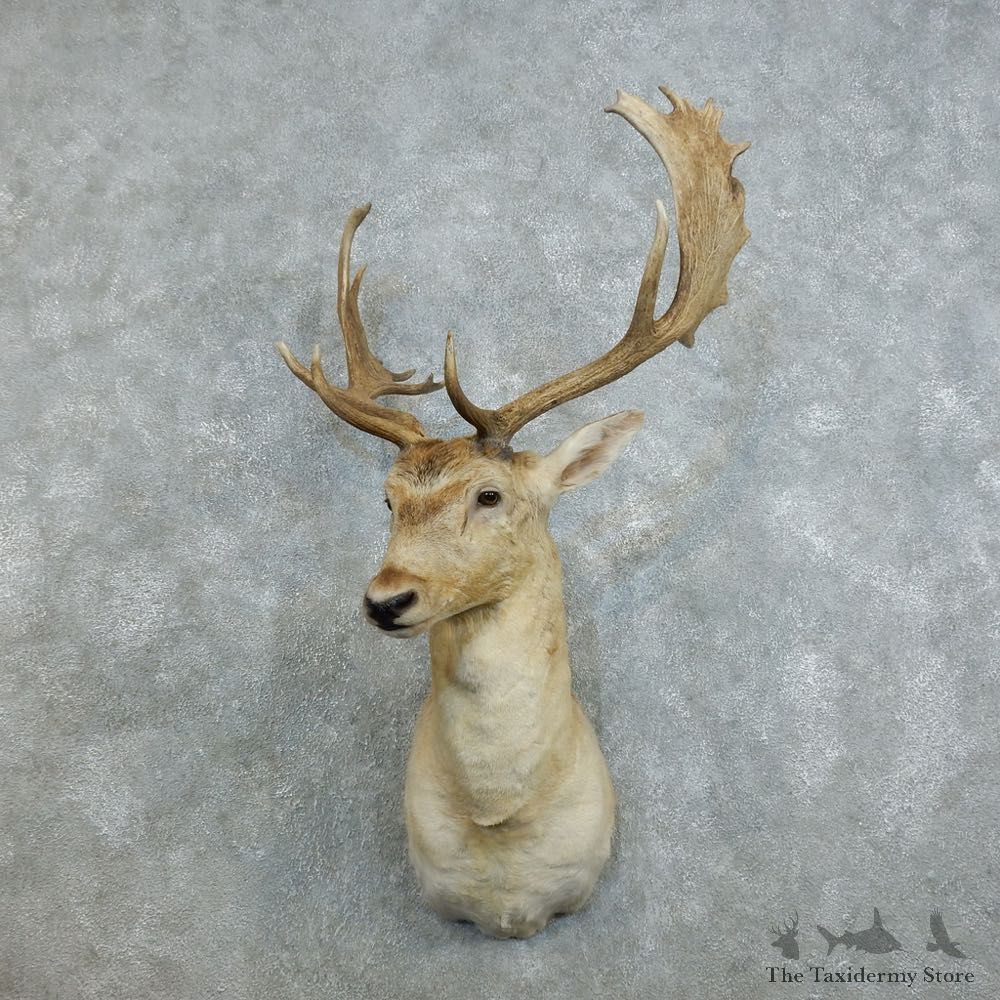 Fallow Deer Shoulder Mount For Sale #18535 @ The Taxidermy Store