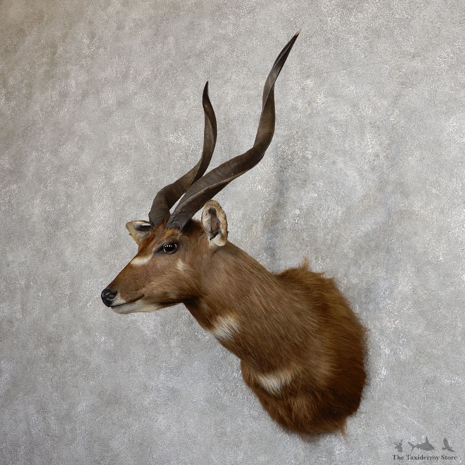 African Sitatunga Shoulder Mount #19632 For Sale @ The Taxidermy Store