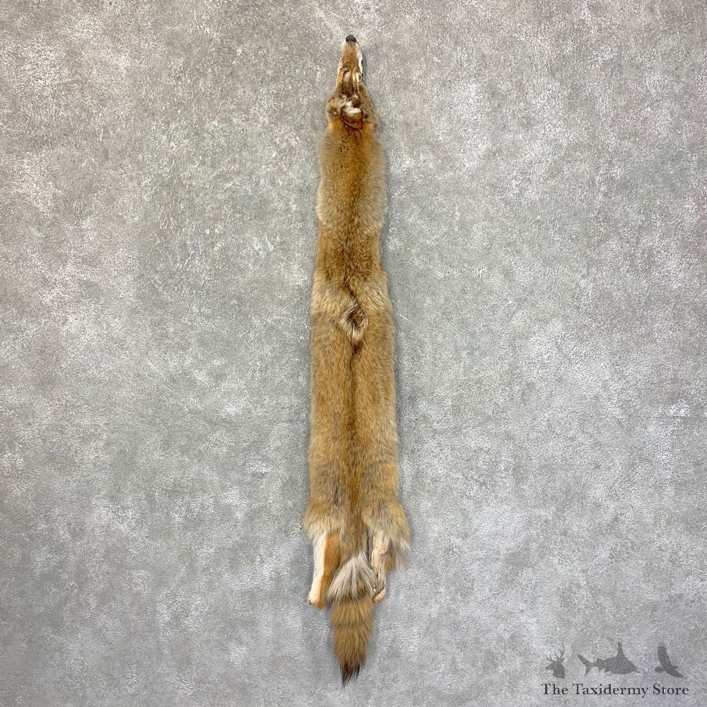 Coyote Tanned Hide For Sale #22756 @ The Taxidermy Store
