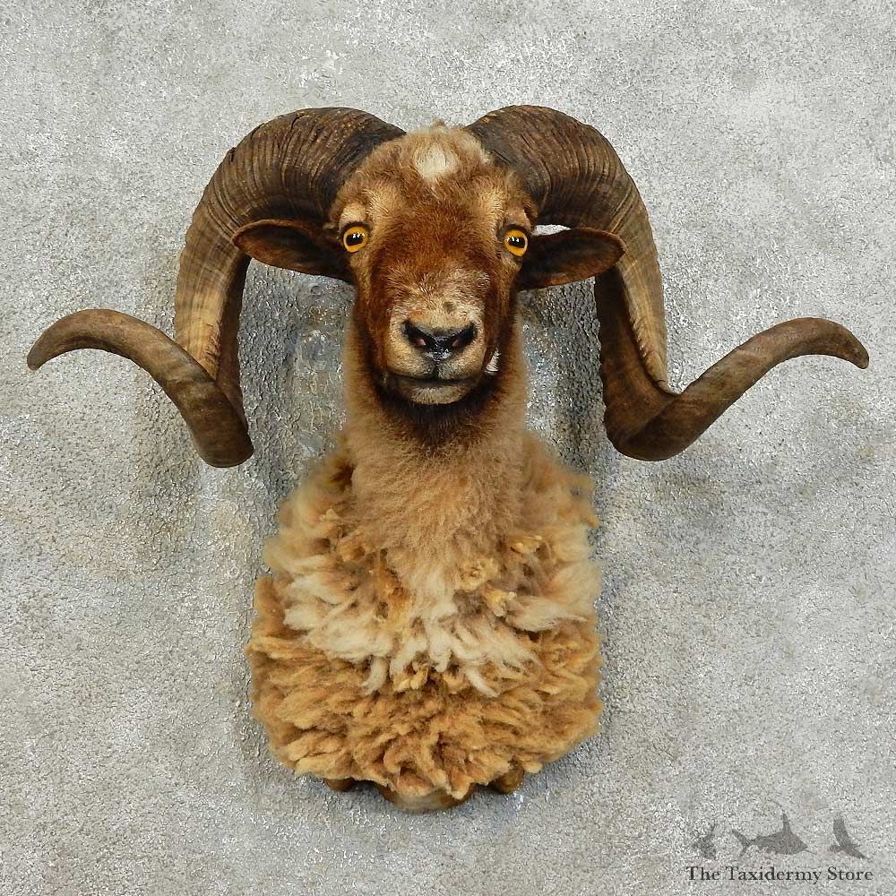 Corsican Ram Shoulder Mount For Sale #16016 @ The Taxidermy Store