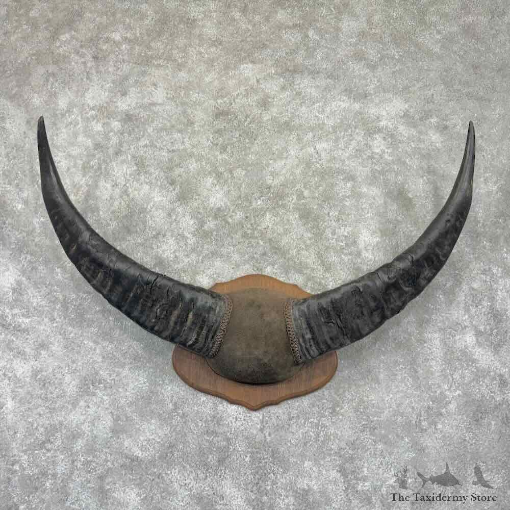South Pacific Water Buffalo Horns Plaque For Sale #32328 @ The Taxidermy Store